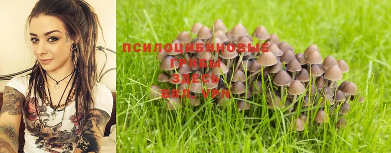 купить наркотик  mega   Галлюциногенные грибы Magic Shrooms  Туринск 